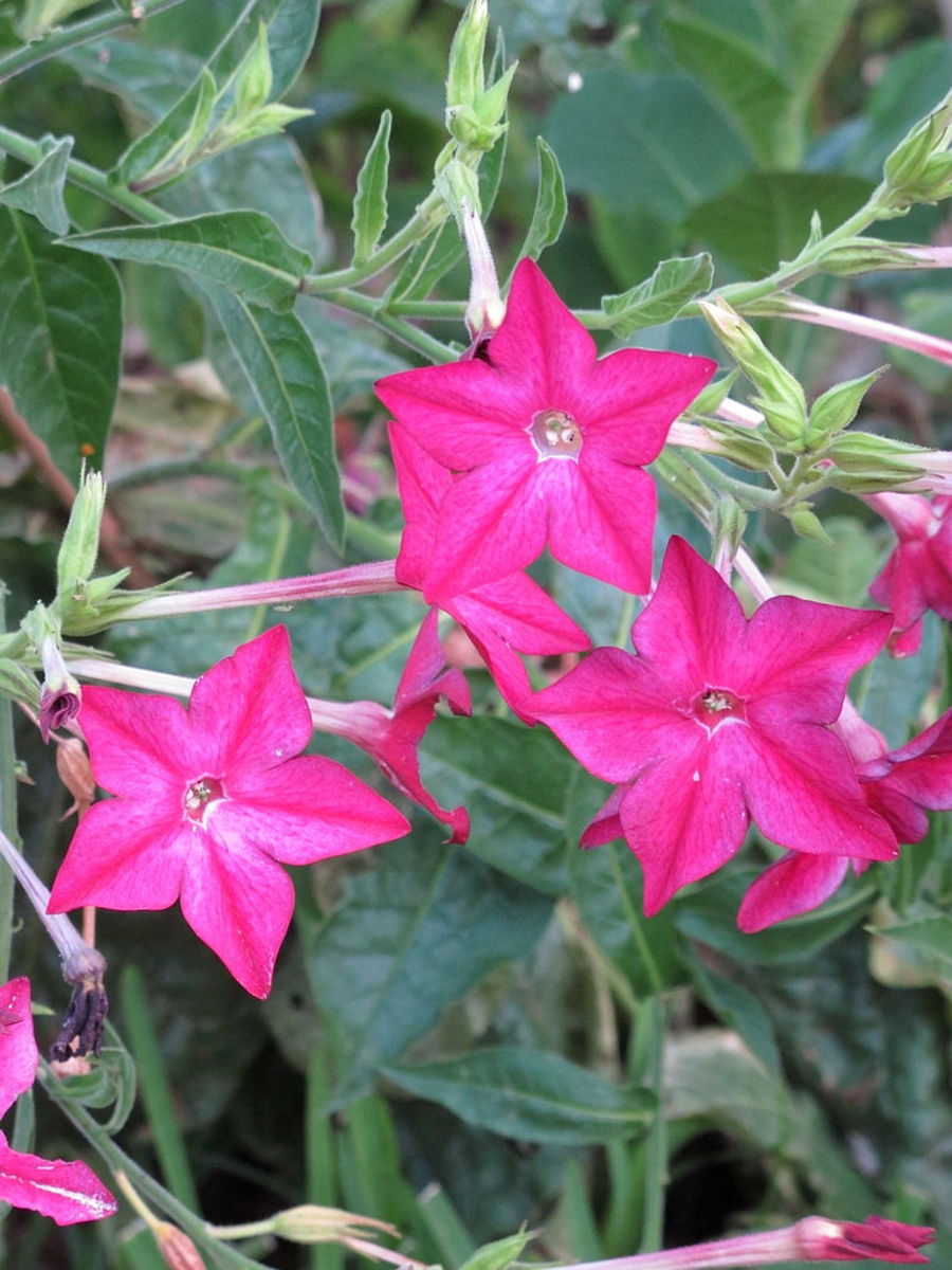 Nicotiana alata 'Crimson Bedder': The flowers are generally flat and ideal for pressing.