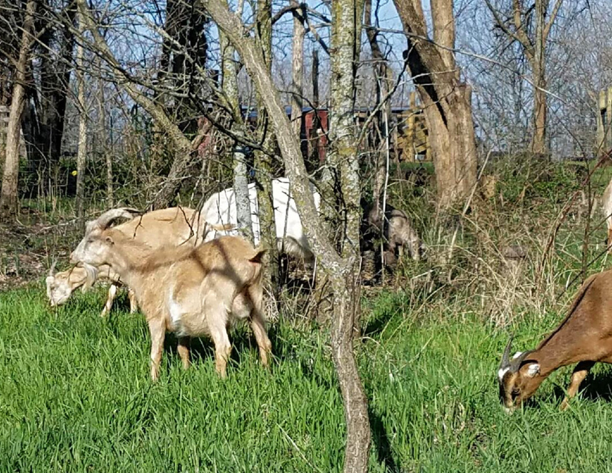 Grazing goats