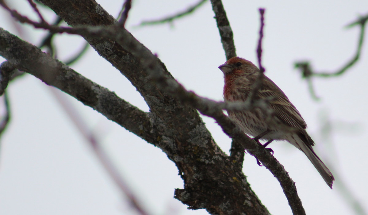 House Finch On A Branch