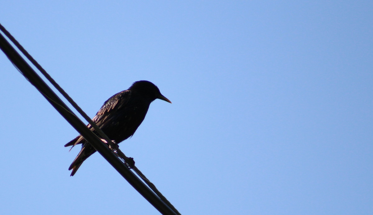 Summer Birds in Kingston, Ontario: A Photo Essay - HubPages