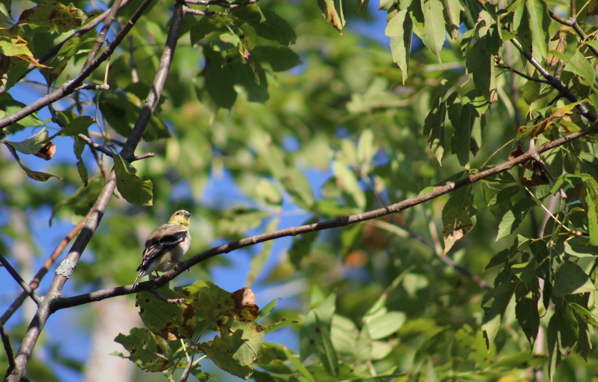 Summer Birds in Kingston, Ontario A Photo Essay
