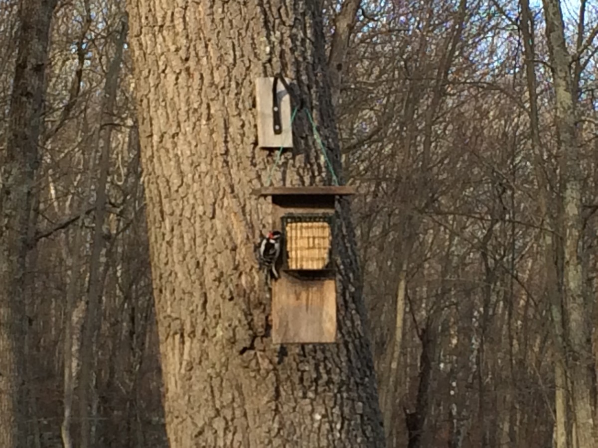 How to Make a Suet Cake Bird Feeder With a Tail Prop for Woodpeckers