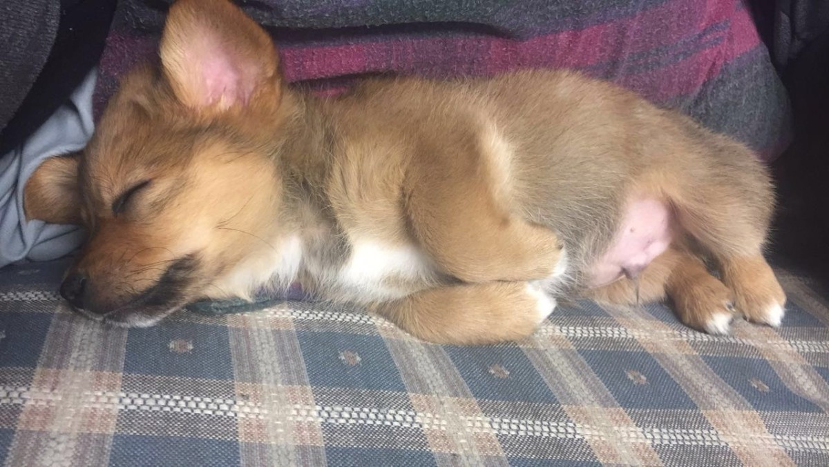This is our corgi, Oscar, he is much bigger now.
