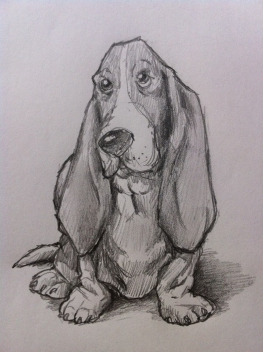 How to Draw a Basset Hound Dog - FeltMagnet