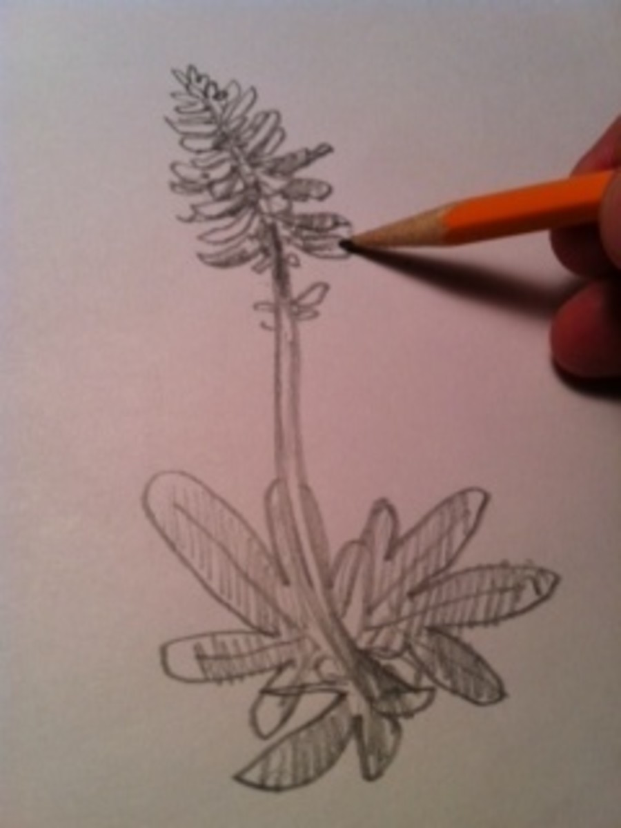 How to Draw Bluebonnet Flowers
