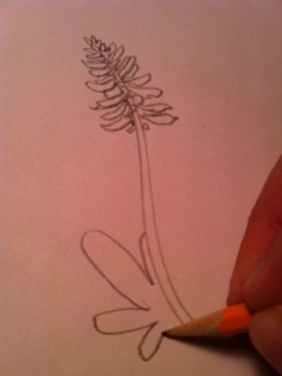How to draw Bluebonnet - State Flower of Texas