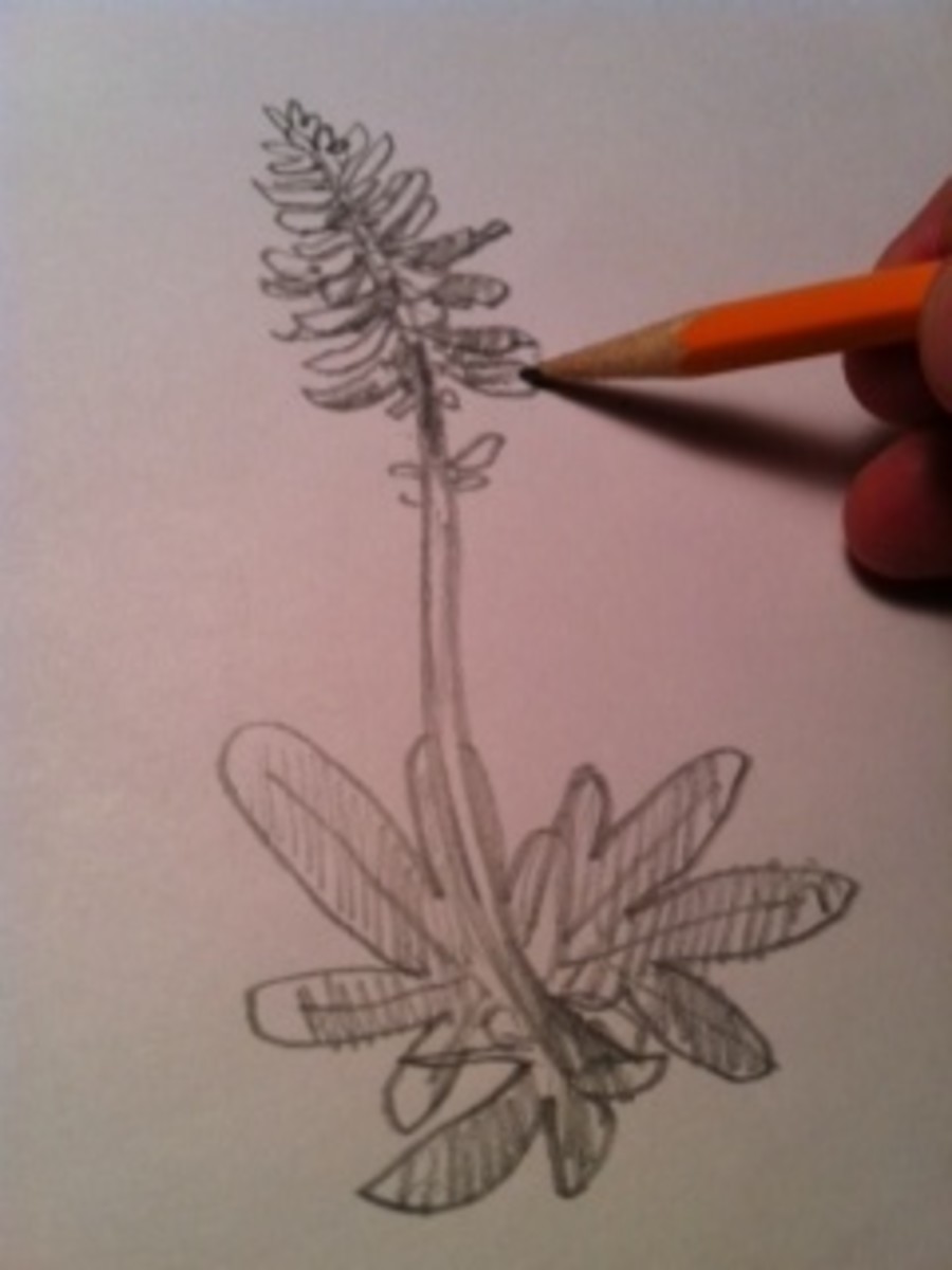 Step 6 continued: Add shading to the petals too!