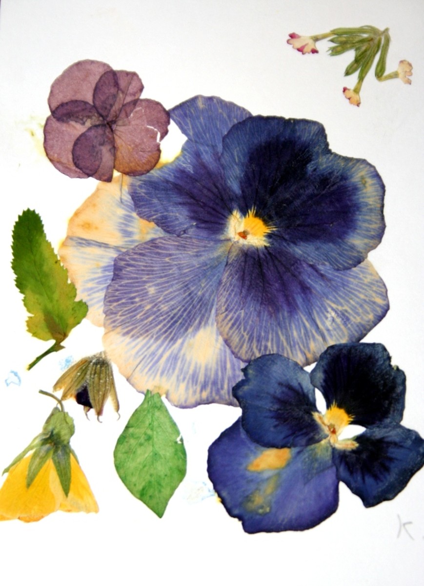 This is a pressed flower card with pansies.