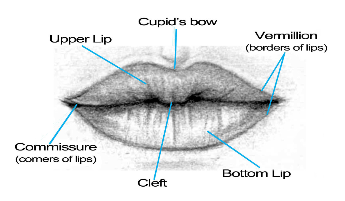 Diagram of lips