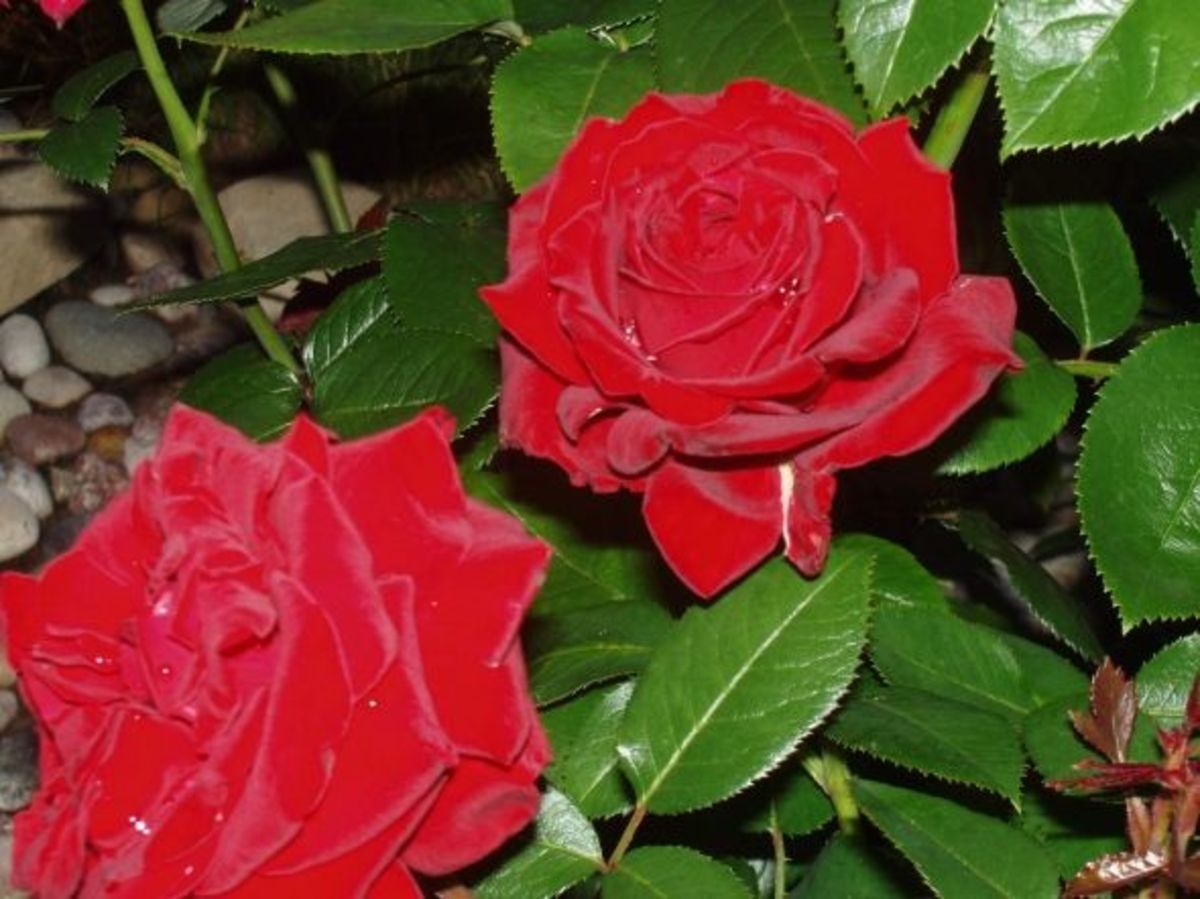 Red roses in bloom 