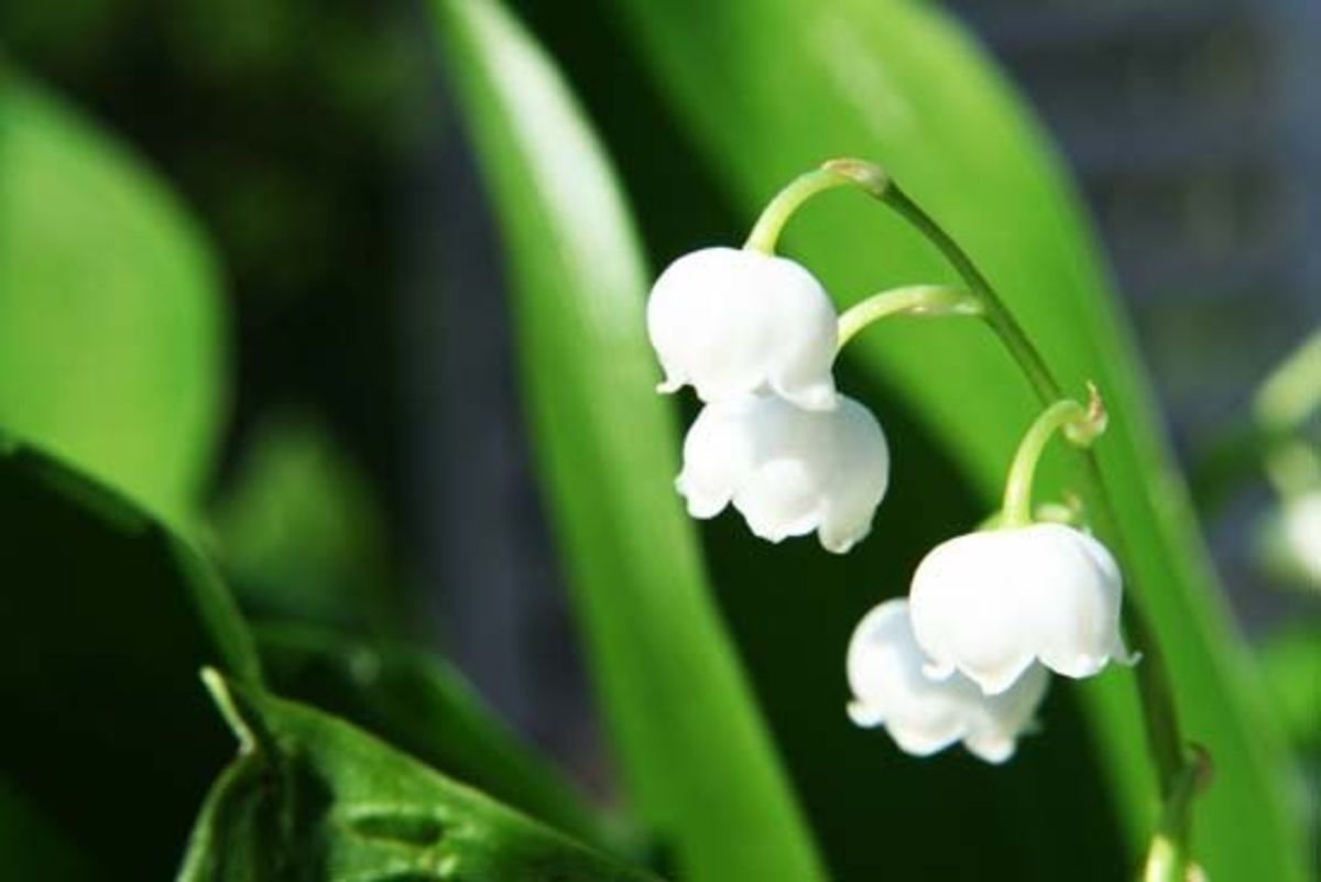 Beautiful but temperamental lily of the valley  