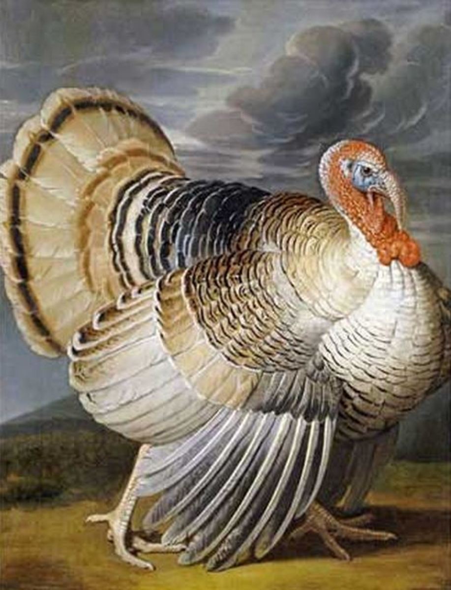 I am thankful for turkeys!