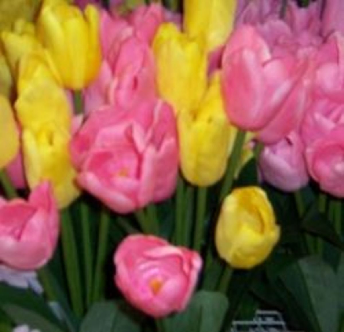 Silk tulips are often on sale at the end of spring. The ones pictured were very inexpensive.