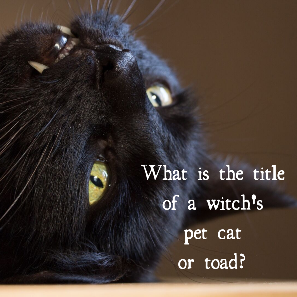 What is the title of a witch’s pet cat or toad? Answer: a familiar.