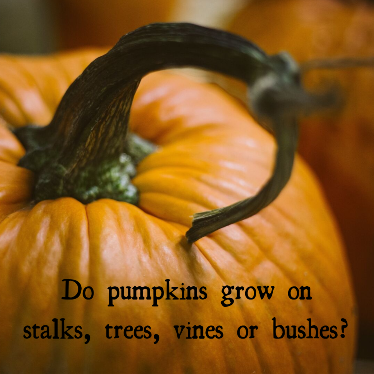 What do pumpkins grow on—stalks, trees, vines or bushes? Answer: vines.