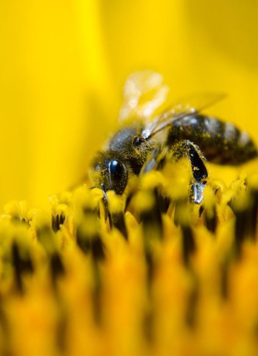 Bee on a sunflower plant