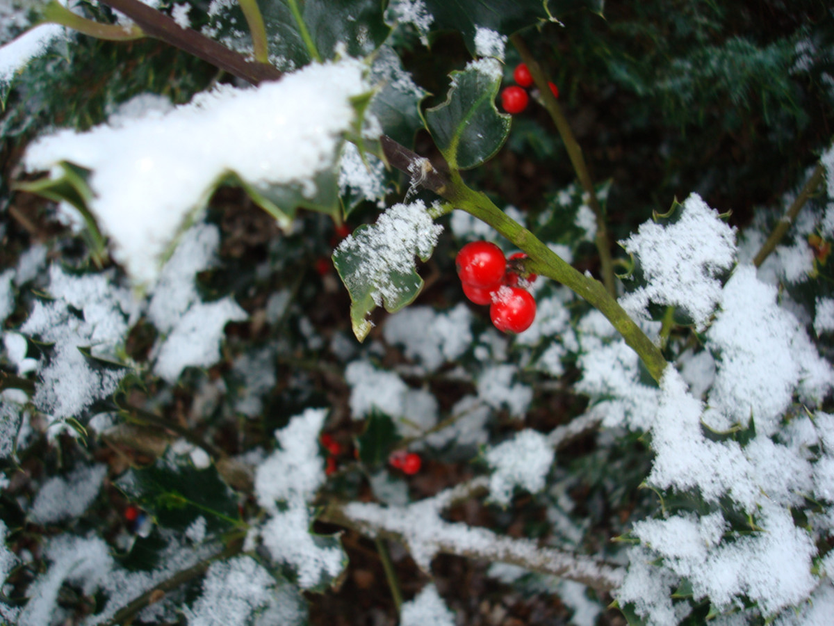 Holly is commonly used as a decorative piece
