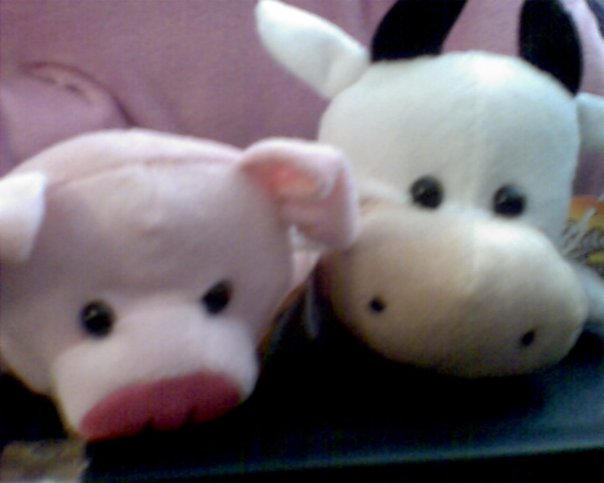 Pig and cow
