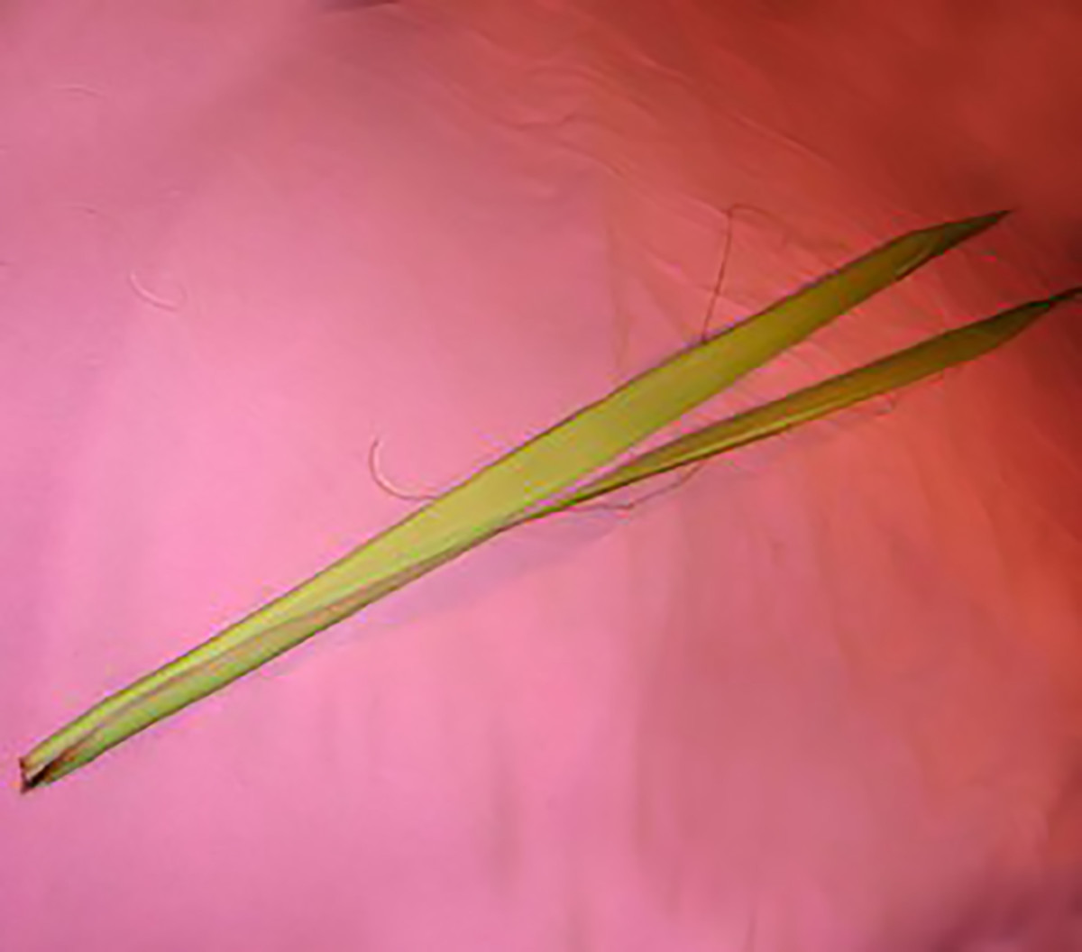 palm-rose