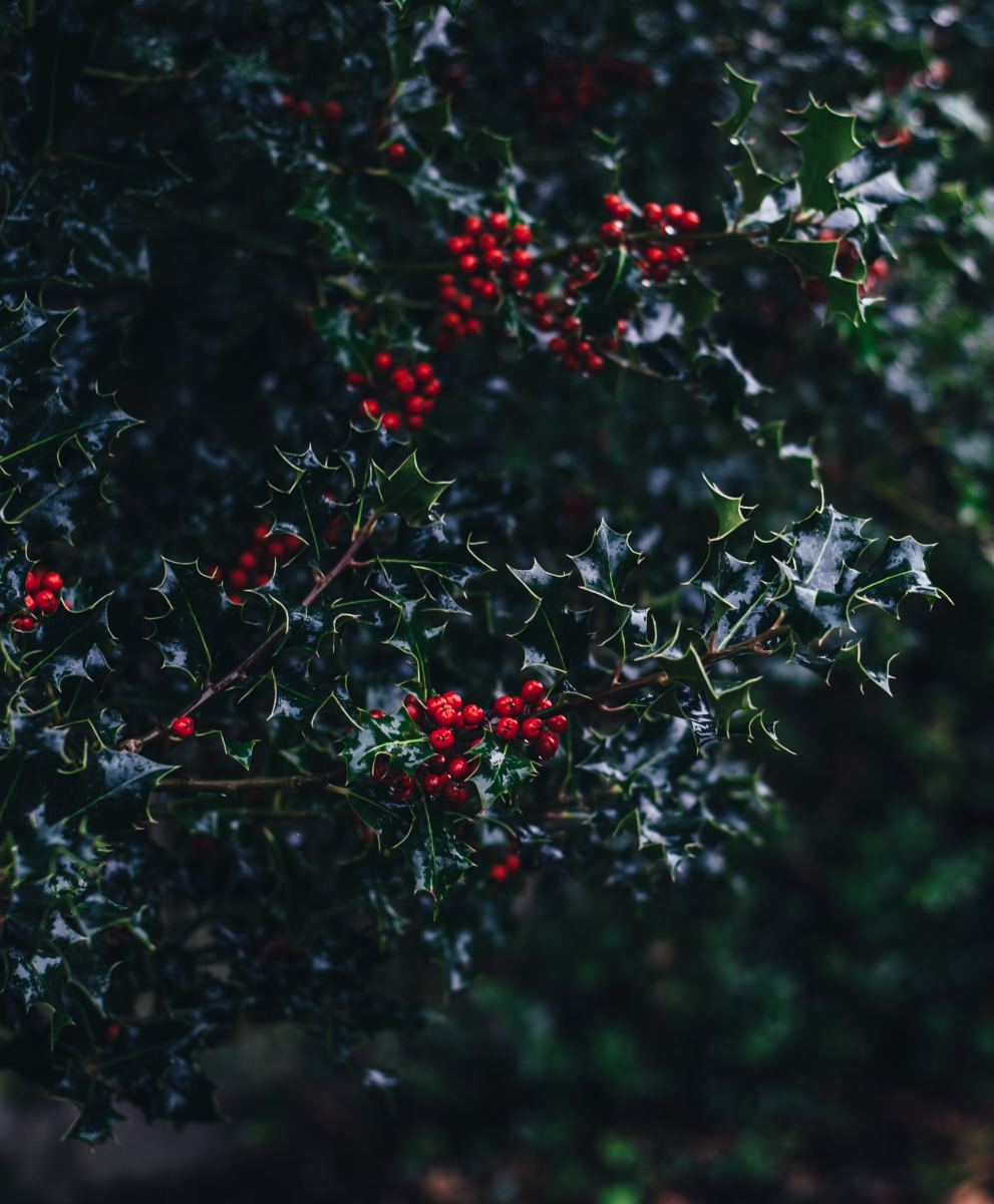 Holly With Red Berries