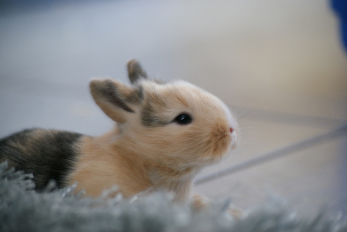 Curious bunny
