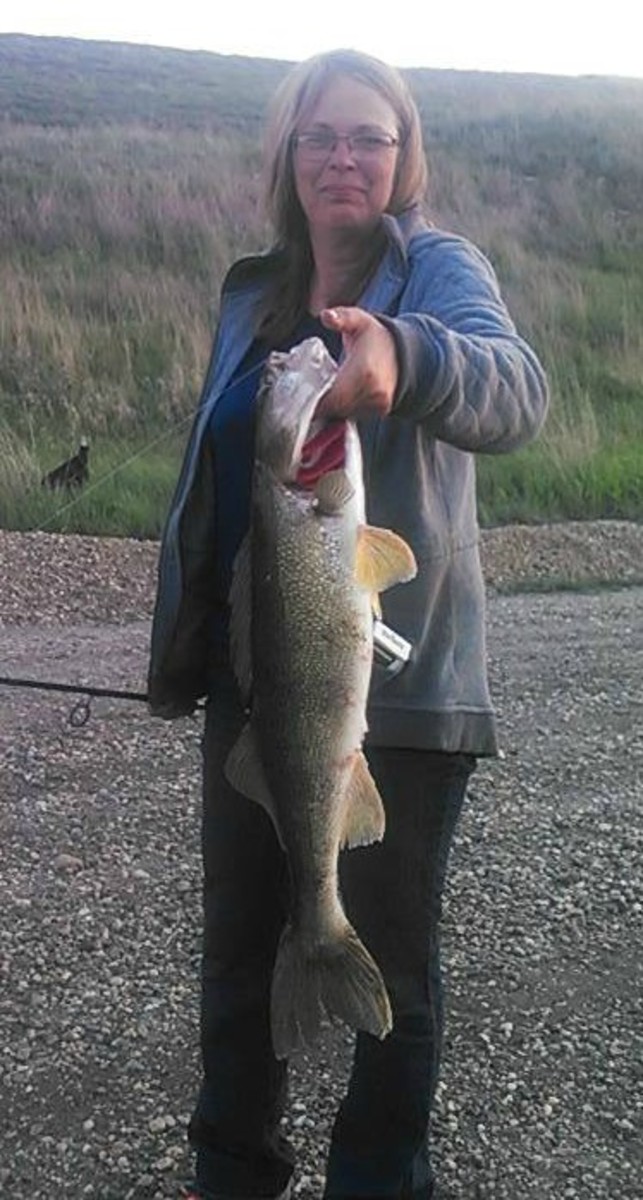 I used a net to land this whopper walleye from the McClusky Canal.