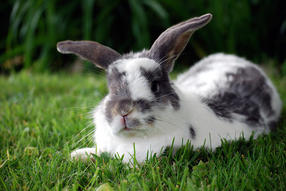 Банни 4. Rabbit Island. Where does Rabbit Live.