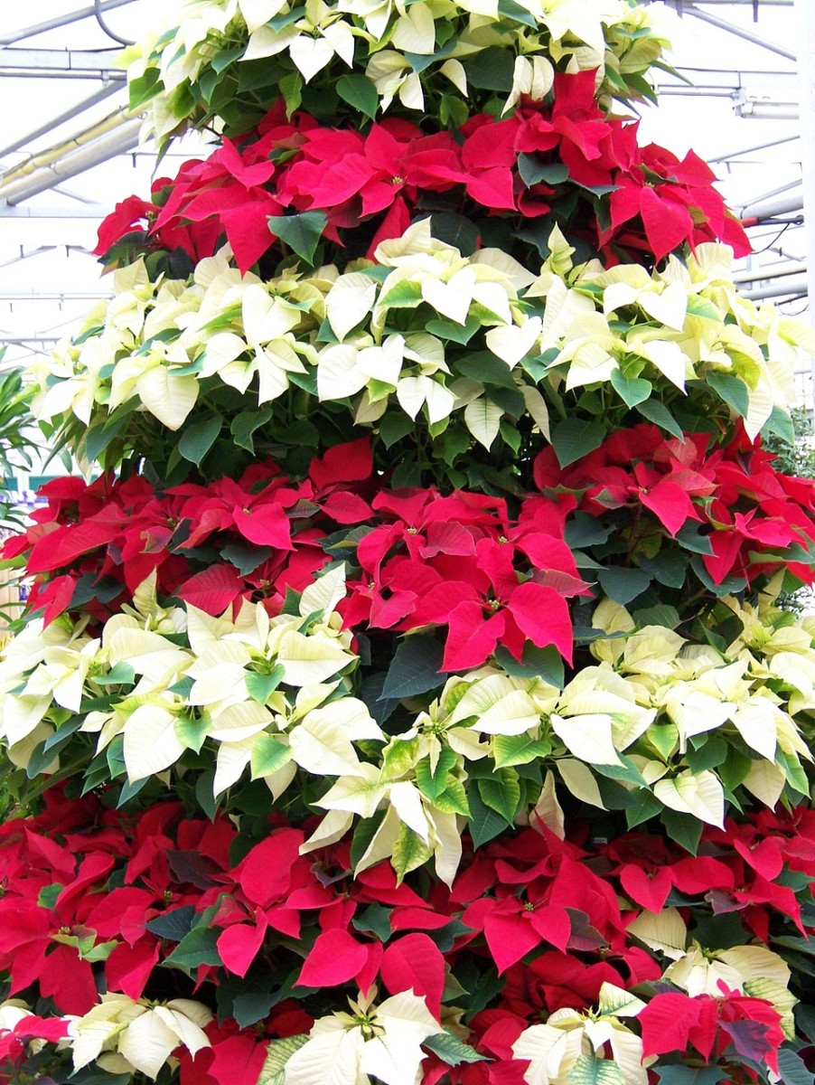 An artful arrangement of pointsettias makes a lovely focal point for your home if you don't have a Christmas tree this year.