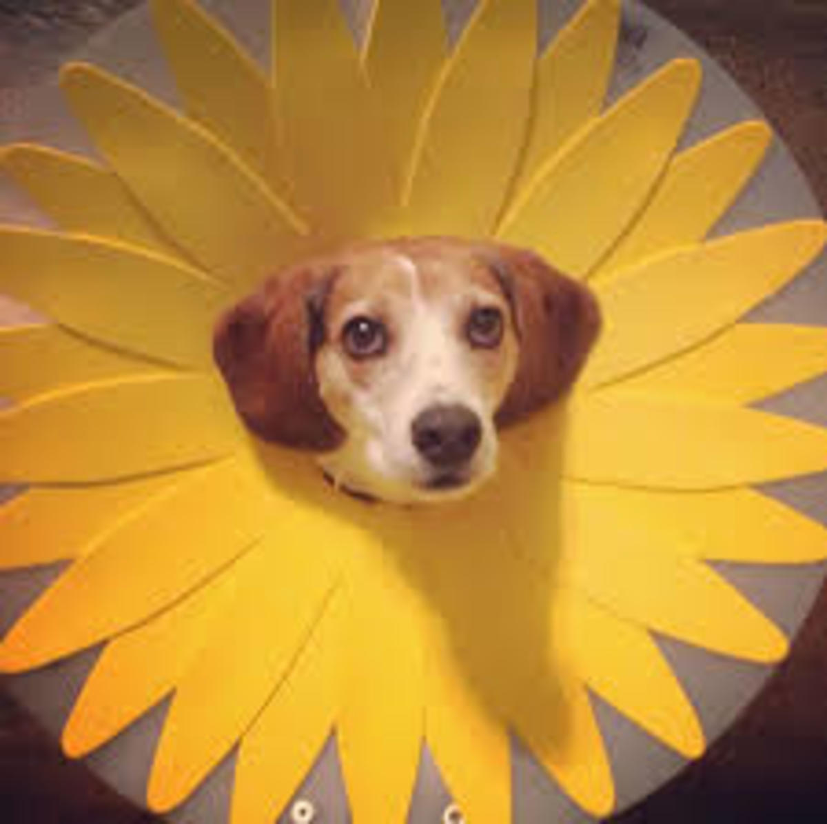 13-halloween-costume-ideas-for-your-dog-that-wont-drive-them-crazy