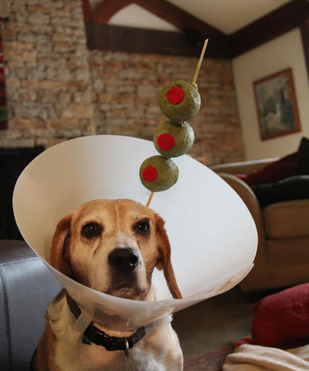 13-halloween-costume-ideas-for-your-dog-that-wont-drive-them-crazy