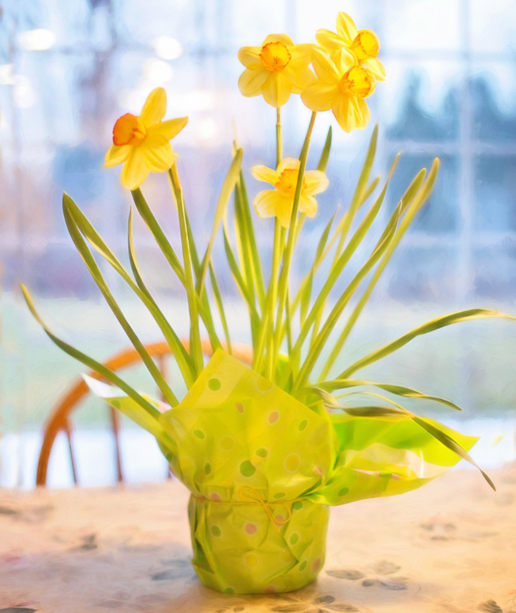 Daffodils are wonderful and bright flowers that are associated with the spring season.