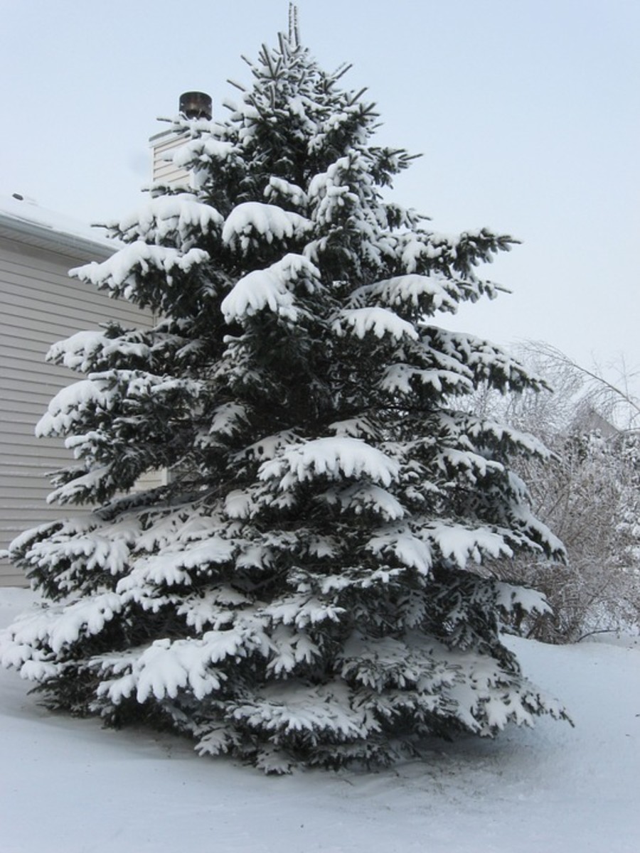 How to Choose and Care for a Living Christmas Tree HubPages