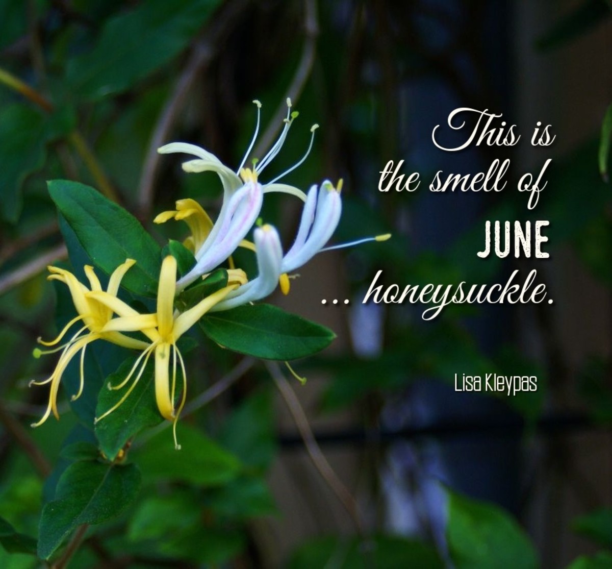 The honeysuckle is June's other official flower.