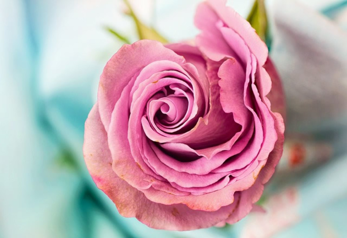 Pink roses are versatile.