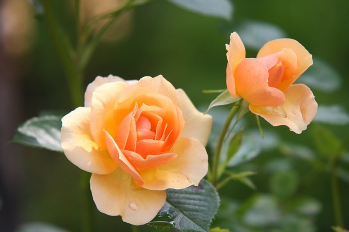 Peach roses express gratitude.