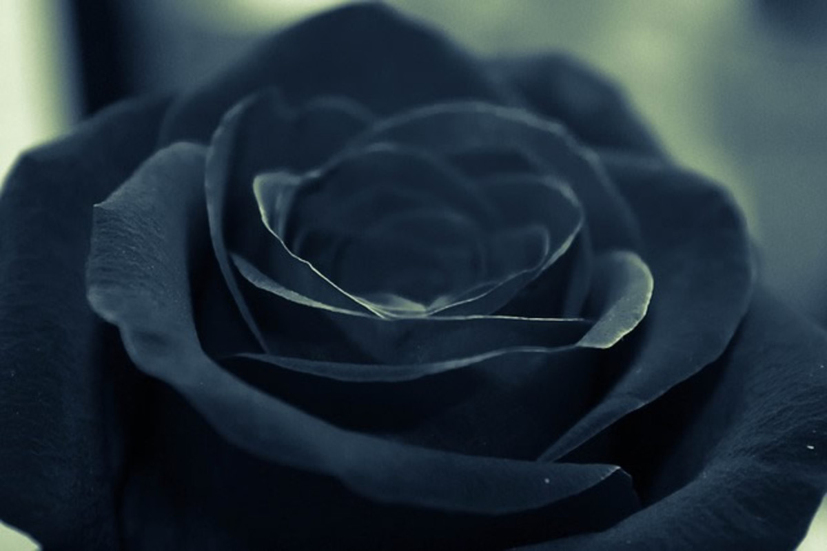 Black roses symbolize an end.