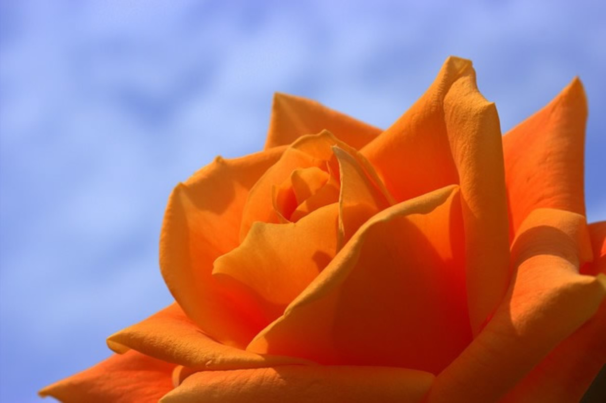 Orange Roses