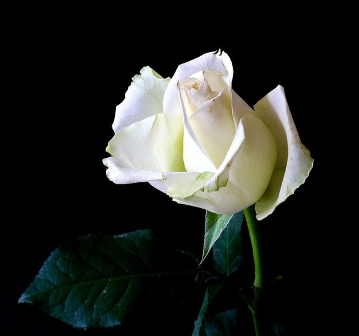 White roses represent purity.