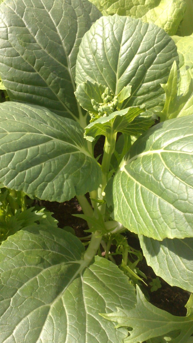 This is my 2013 pak choi plant with flowers.