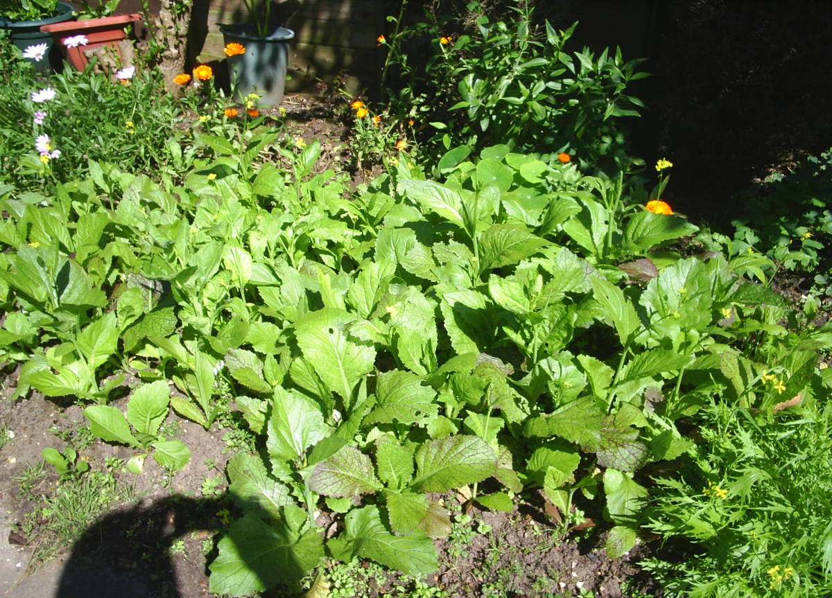 Here's a look at part of my garden, with young purple pak choi, mustard greens, and other varieties of pak choi as well.