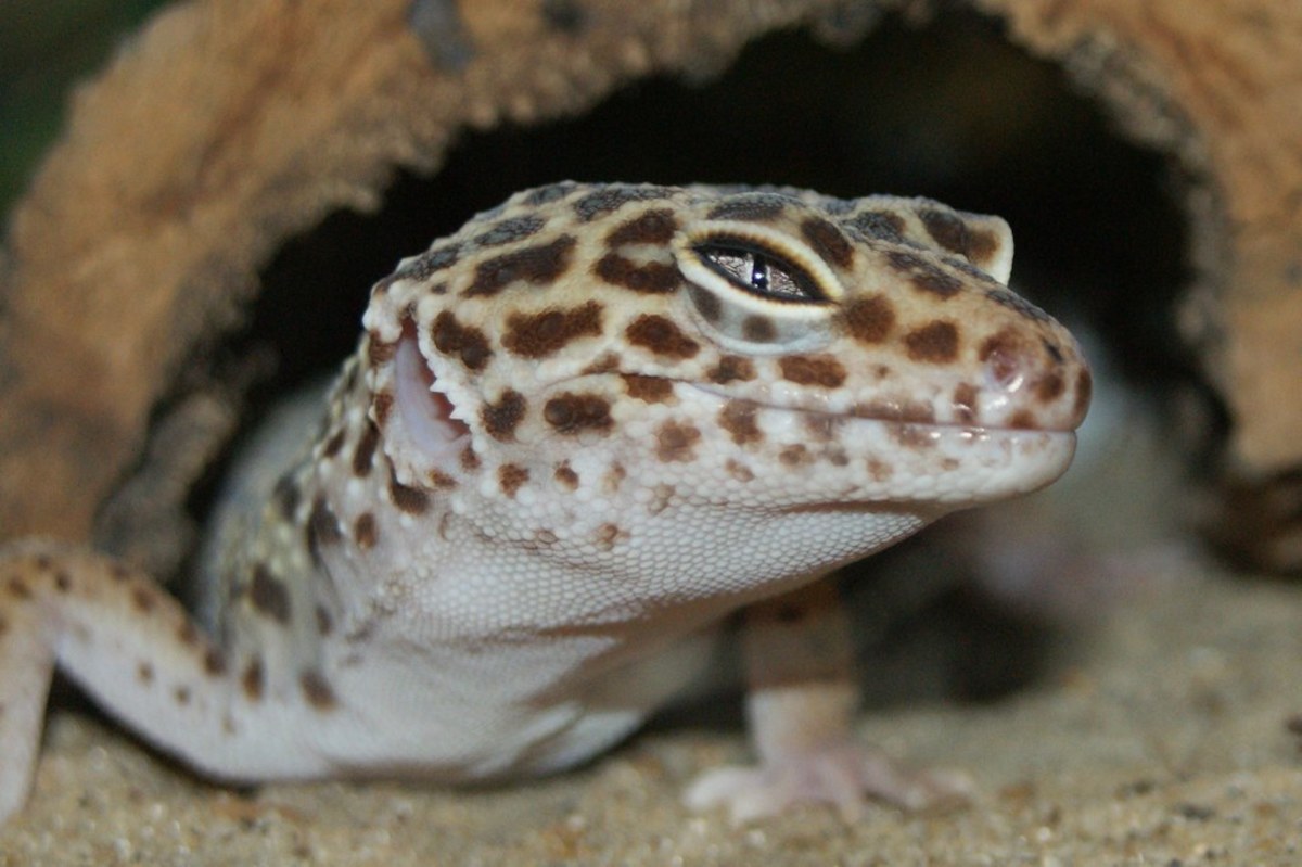 eye-problems-in-leopard-geckos-diagnosis-treatment-and-prevention