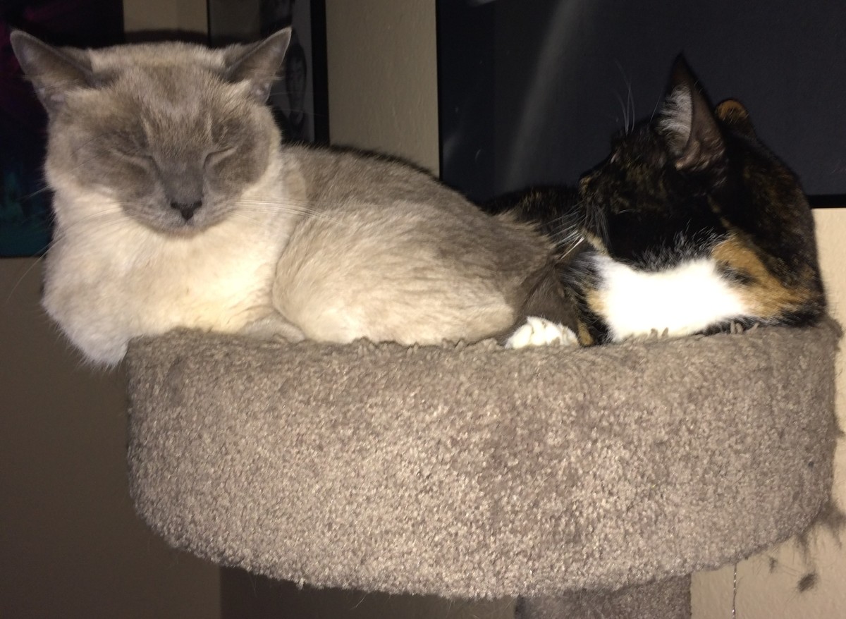 Cats will sometimes share the same spot, even if they don't fit.