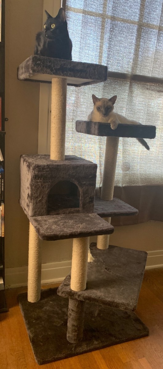 What to Look for When Buying a Cat Tower