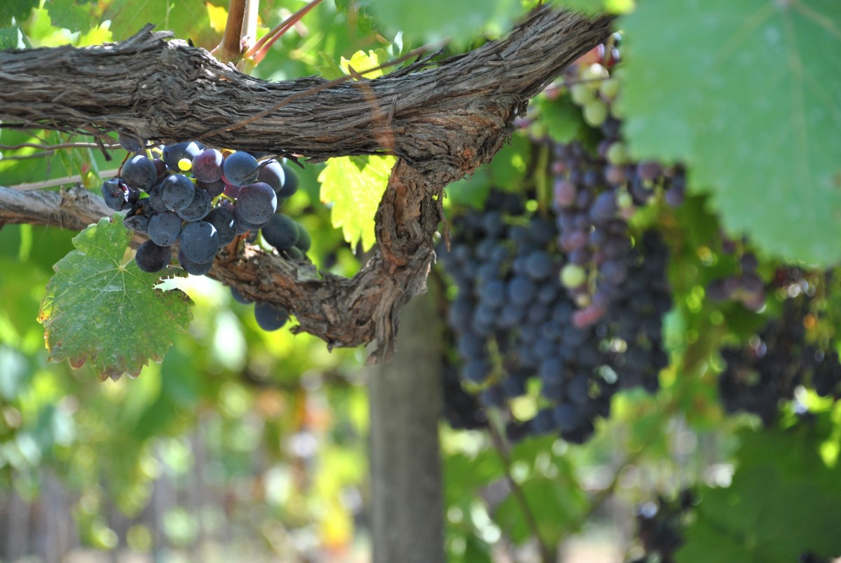 Wine grapes are specific varieties that are carefully harvested, pruned, picked at optimal time for sugar content and ripeness.