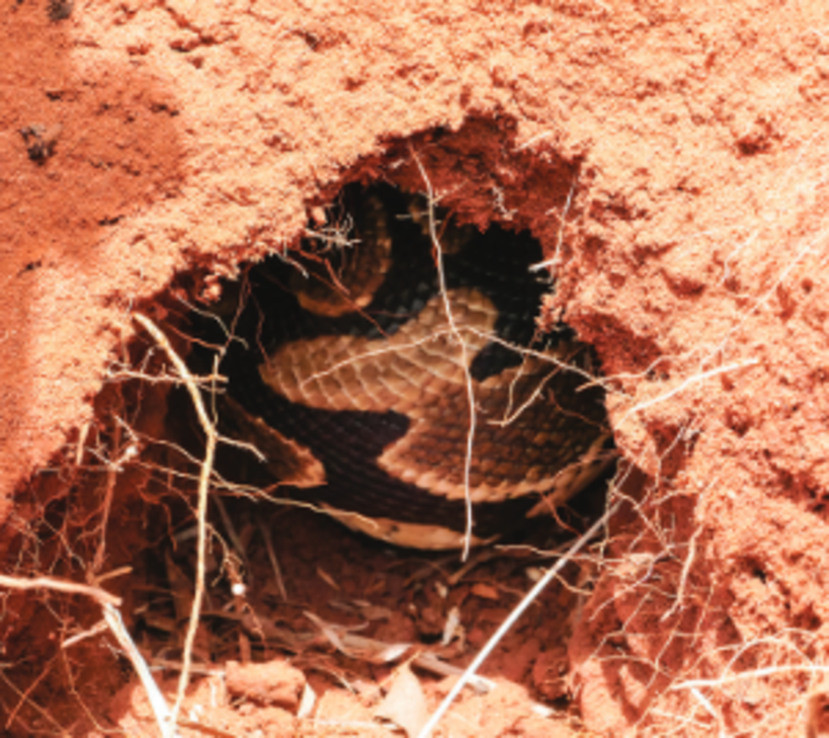 Ball python in a rodent burrow. 
