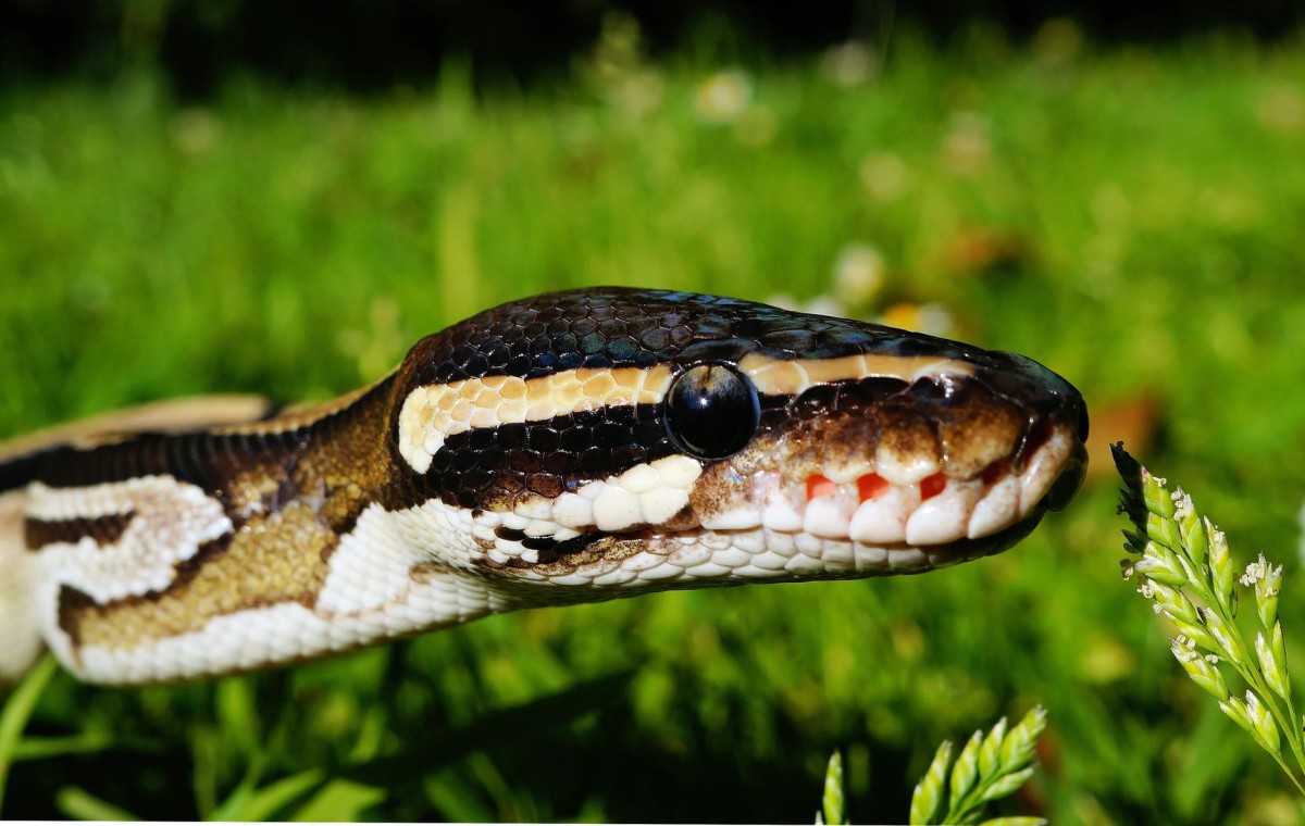 Ball Pythons in the Wild: Habitat, Diet, and Behavior