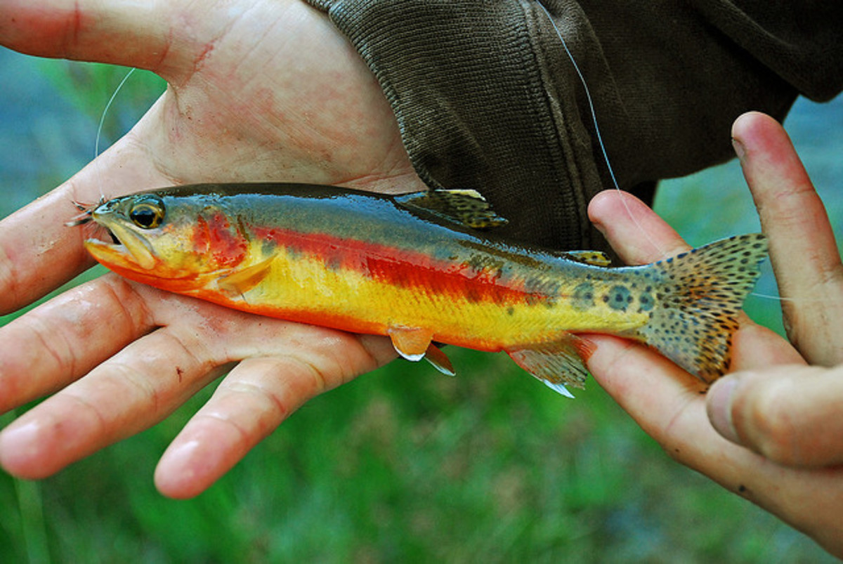trophy colorado golden trout fishing planet