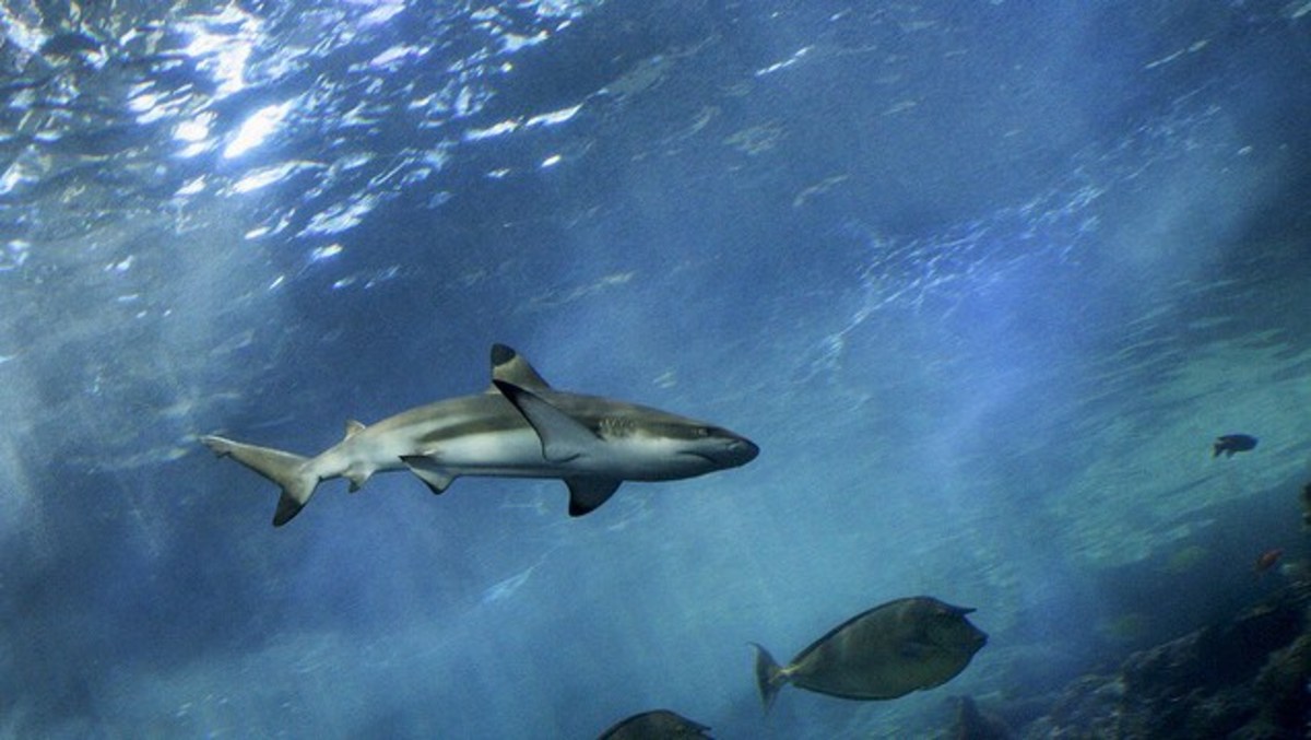 Adult black tip reef shark. They are open water swimmers that patrol coral reefs. 
