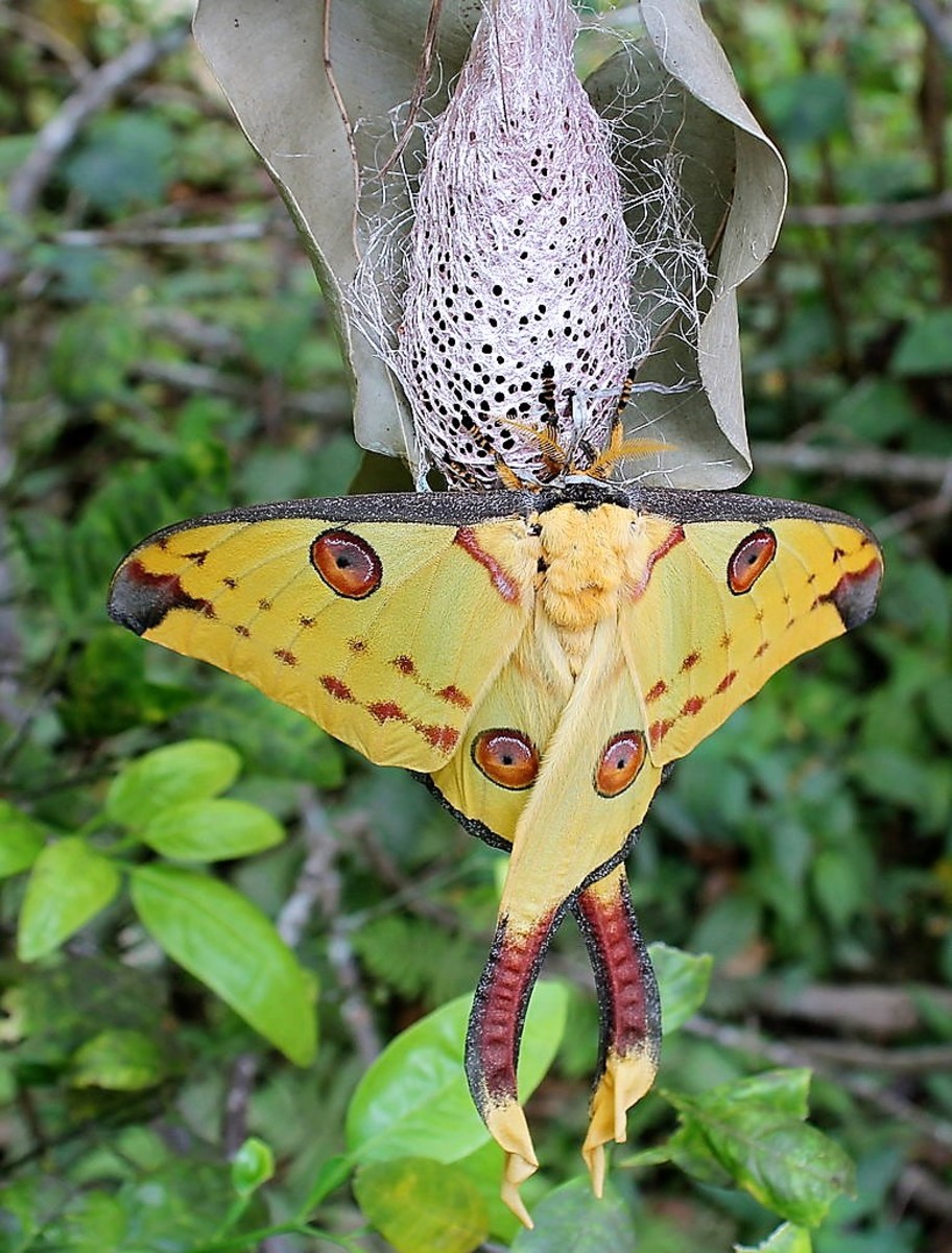 This female comet moth is resting under a cocoon. Her eyespots remind me of buttons.