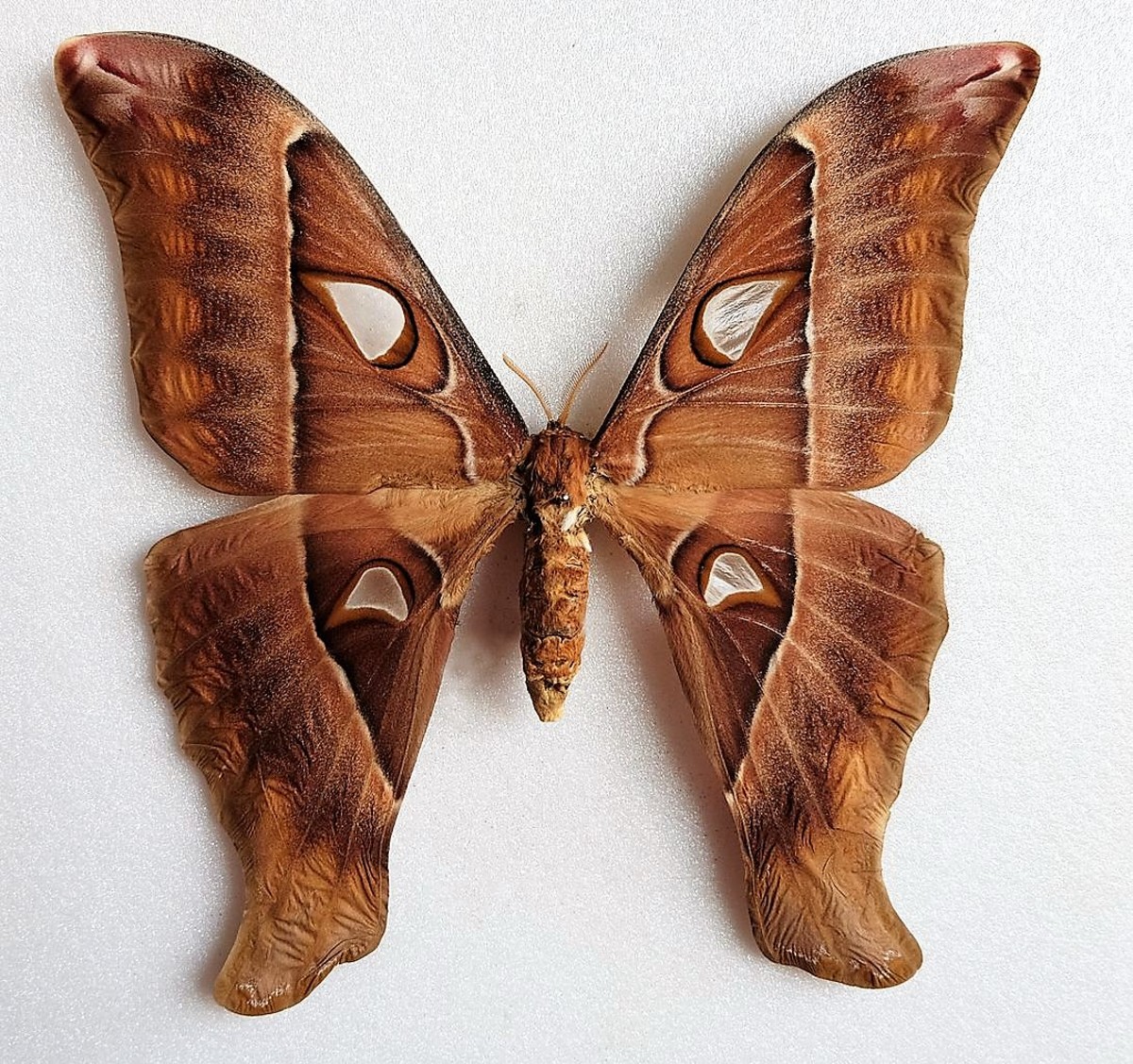A Preserved Female Hercules Moth